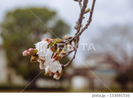 ソメイヨシノ桜ー10 133091550