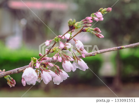 ソメイヨシノ桜ー11 133091551