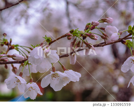 ソメイヨシノ桜ー19 133091559