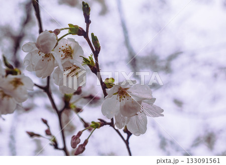 ソメイヨシノ桜ー21 133091561