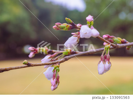 ソメイヨシノ桜ー31 133091563