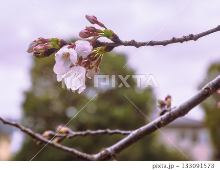 ソメイヨシノ桜ー46 133091578