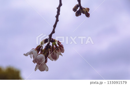 ソメイヨシノ桜ー47 133091579