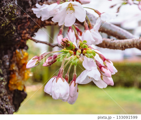 ソメイヨシノ桜ー57 133091599