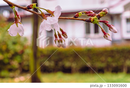 ソメイヨシノ桜ー58 133091600