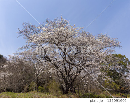 山に咲く桜と青空の風景 133091603
