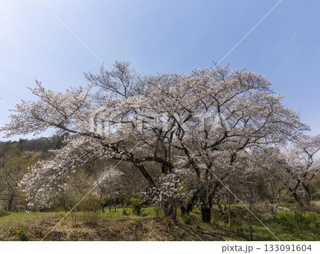 山に咲く桜と青空の風景 133091604