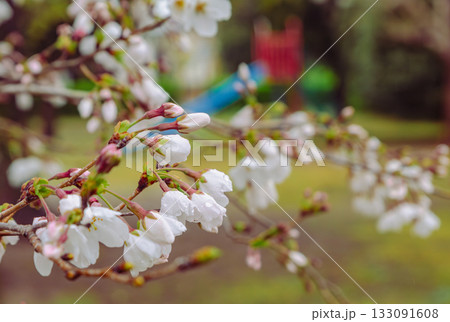 ソメイヨシノ桜ー24 133091608