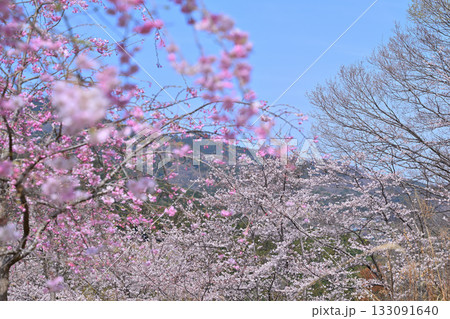 枝垂れ八重桜　虎山千本桜　山里の春　東秩父村 133091640