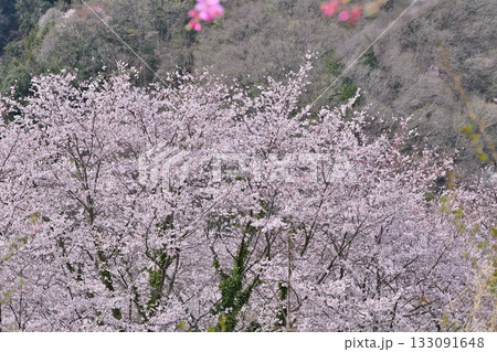 満開の虎山千本桜 山里の春 東秩父村 満開の虎山千本桜 山里の春 東秩父村 133091648