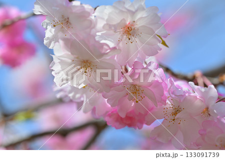 枝垂れ八重桜　マクロ撮影　虎山千本桜　山里の春　東秩父村 133091739