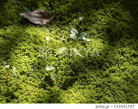 木漏れ日が射し込む苔の風景 木漏れ日が射し込む苔の風景 133091747