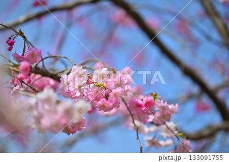 枝垂れ八重桜 マクロ撮影 虎山千本桜 山里の春 東秩父村 枝垂れ八重桜 マクロ撮影 虎山千本桜 山里の春 東秩父村 133091755