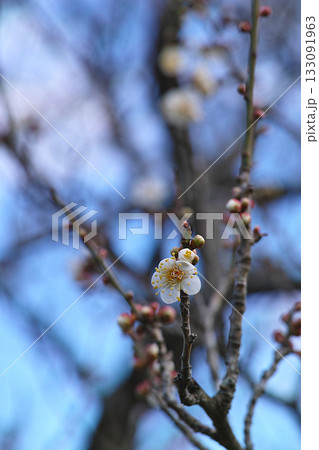 探梅で見つけた咲き始めの梅の花と蕾 | 田浦梅の里 探梅で見つけた咲き始めの梅の花と蕾 | 田浦梅の里 133091963