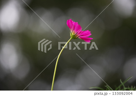 秋の公園に咲く綺麗なコスモスの花 133092004
