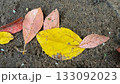 A mix of yellow and pink fallen leaves resting on dark soil, showing natural texture and autumn tones. A mix of yellow and pink fallen leaves resting on dark soil, showing natural texture and autumn tones. 133092023