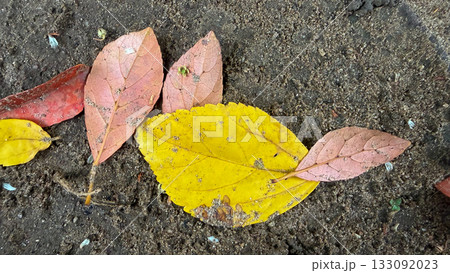 A mix of yellow and pink fallen leaves resting on dark soil, showing natural texture and autumn tones. 133092023