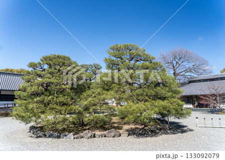 京都御苑館閑院宮邸跡の松 京都御苑館閑院宮邸跡の松 133092079