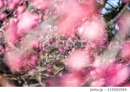 京都御苑の紅梅 京都御苑の紅梅 133092084