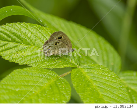 野原のヒメウラナミジャノメ 133092134