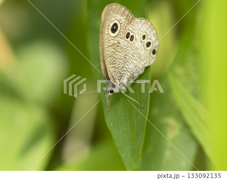 野原のヒメウラナミジャノメ 133092135