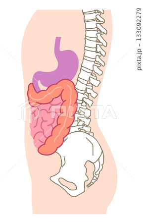 内臓の位置を横から見た図　消化器官　医療 133092279