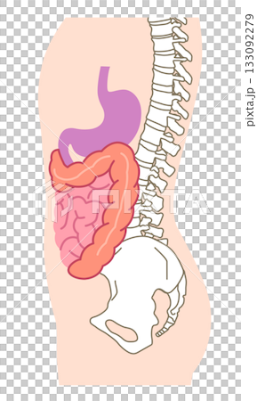 内臓の位置を横から見た図　消化器官　医療 133092279