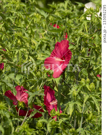 色鮮やかな赤いタイタンビカス 133092295