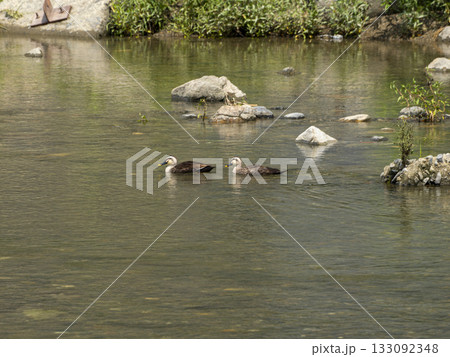 猪名川の鴨 133092348