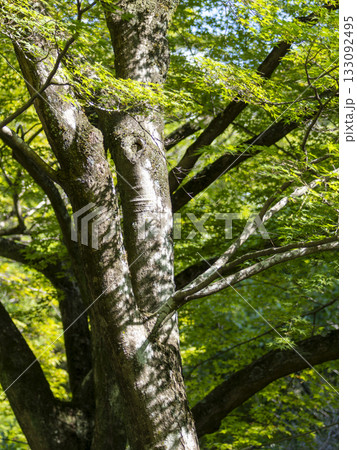 朝日に照らされた新緑の樹木 朝日に照らされた新緑の樹木 133092495