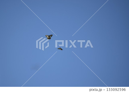 大空に楽しそうにひらひらと舞い上がるアゲハチョウ 133092596