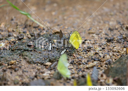 A small cluster of butterflies rests on a gritty gravel path, highlighted by a vivid yellow butterfly among black-and-white wings. A natural macro scene showcasing insect life A small cluster of butterflies rests on a gritty gravel path, highlighted by a vivid yellow butterfly among black-and-white wings. A natural macro scene showcasing insect life 133092606