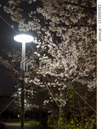 街灯に照らされた夜桜 街灯に照らされた夜桜 133092983