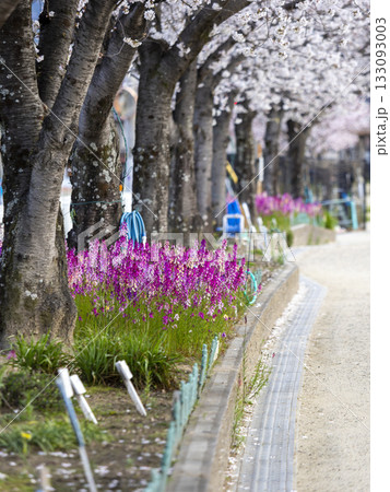 姫金魚草と桜並木 133093003