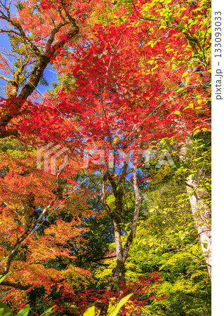 紅葉見頃な那谷寺 紅葉見頃な那谷寺 133093033