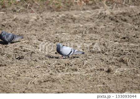 田んぼでウロウロしている鳩 田んぼでウロウロしている鳩 133093044