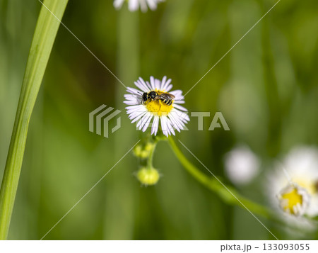 ヒメジョオンの花に止まる小さな蜂 ヒメジョオンの花に止まる小さな蜂 133093055