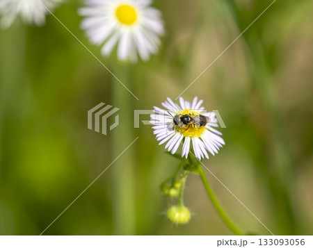 ヒメジョオンの花に止まる小さな蜂 133093056