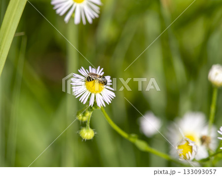 ヒメジョオンの花に止まる小さな蜂 ヒメジョオンの花に止まる小さな蜂 133093057