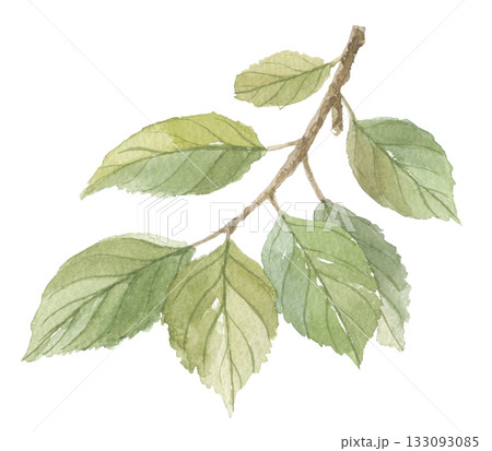 水彩で描いた柿の葉 水彩で描いた柿の葉 133093085