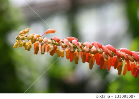 ノランティア・ギアネンシスの花の蕾 ノランティア・ギアネンシスの花の蕾 133093087