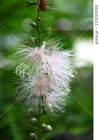 サガリバナの花と花後 サガリバナの花と花後 133093088