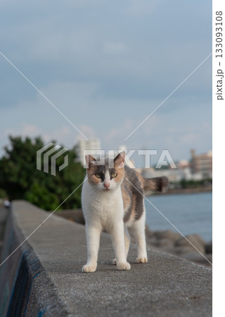 こちらをじっと見つめる可愛い猫 こちらをじっと見つめる可愛い猫 133093108