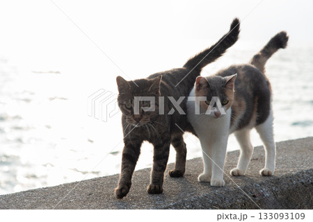 2匹で寄り添う可愛い猫 133093109