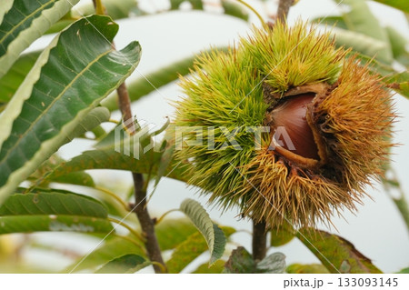 毬栗も内から割れるのイメージ素材 133093145