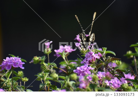 ランタナの蜜に集まるアゲハチョウ 133093173