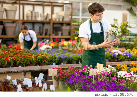 Focused young greenhouse worker inspecting potted blooming Iberis 133093576