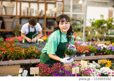 flower shop worker changes arrangement of pots with armeria and improves appearance of window 133093582
