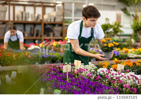 Young salesman inspecting potted gazania in garden shop Young salesman inspecting potted gazania in garden shop 133093585