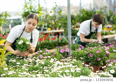 Female florist checking flowering marguerites daisy in greenhouse Female florist checking flowering marguerites daisy in greenhouse 133093656